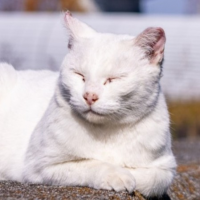 猫,白猫,動物,屋外