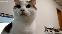 猫,デスクトップ,時間表示,双子の猫