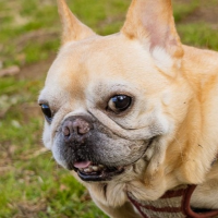 犬,フレンチブルドッグ,ペット,動物