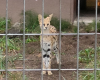 サーバルキャット,動物園,檻,草,サバンナキャット