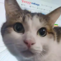 猫,動物,アップ,Yahoo!mobage,インターネット画面